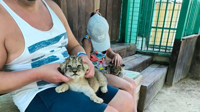 baby lions in antalya