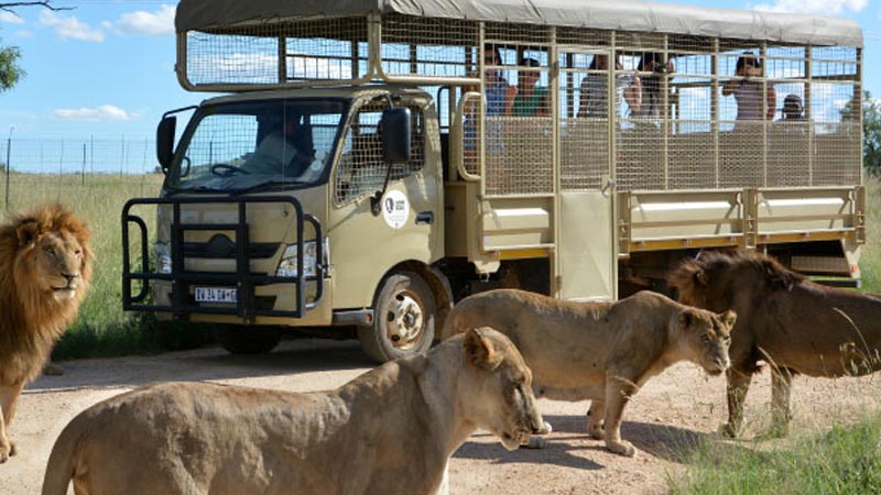 lion safari tour