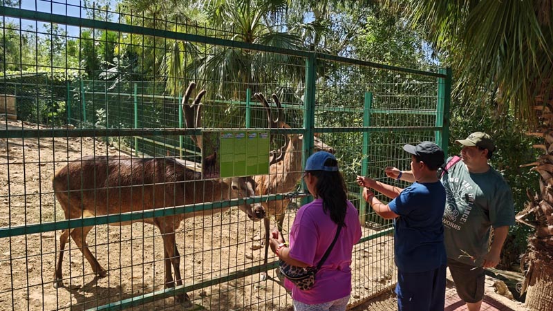 deer feeding
