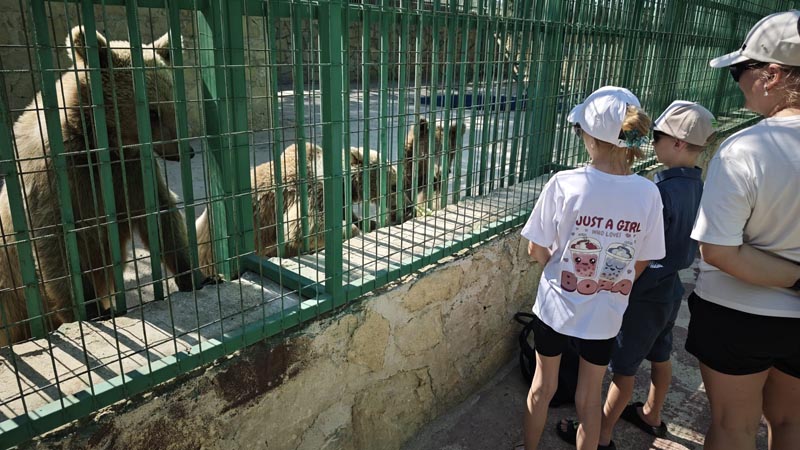 feed bears