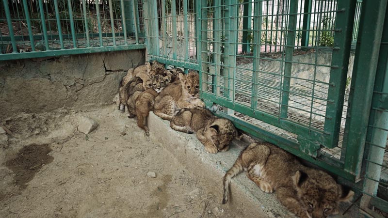 lion cubs
