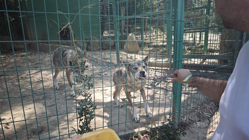 wolf feed